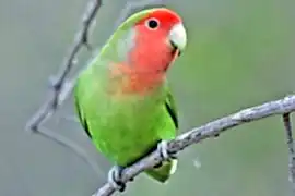 Неразлучник розовощёкий зелёный