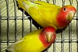 Неразлучник розовощёкий жёлтый