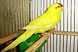 Какарики жёлтый