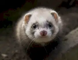 Хорек (фретка)