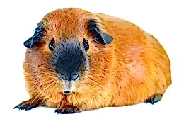 Домашний питомник "Арсона"