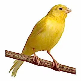 Канарейка, самец