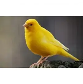 Канарейка, самка