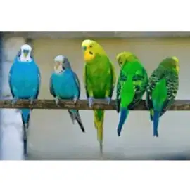 Попугай волнистый, самец