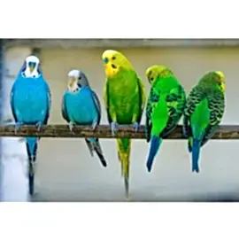 Попугай волнистый, самка