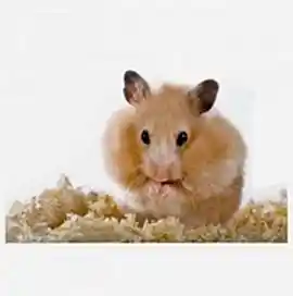 Хомяк сирийский