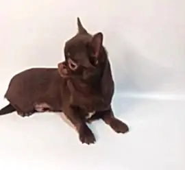 Мальчишки-Чишки