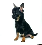 Мальчишки-Чишки