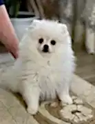 Щеночки шпица