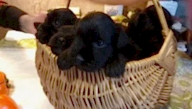 Щенки цвергшнауцера