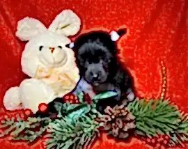 Очаровательные малышки китайской хохлатой собаки