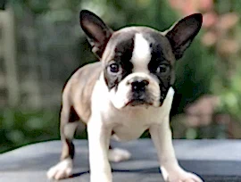 Бостон терьер, щенки