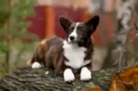 Вельш корги кардиган