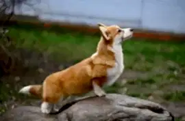 Вельш корги пемброк щенки предлагаем