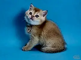 Taylor (Тейлор)