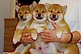 Питомник ZOLOTAY ZEMLY