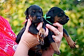 Высокопородные щенки добермана