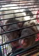 Продам крыс