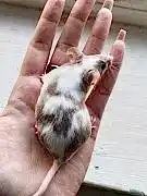 Питомник декоративных мышей