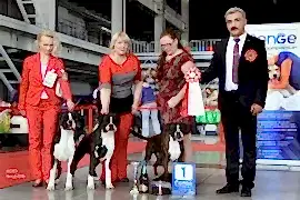 Питомник боксёров