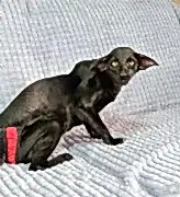 Питомник ориентальных и сиамских кошек  Asiatic island RU 