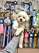 Бишон Фризе, щенки.