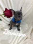 Французский Бульдог "ДАМИАНО"