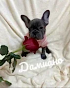 Французский Бульдог девочки голубого окраса