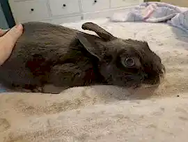 Продам крольчиху