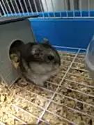 Ищу нового хозяина для джунгарика 