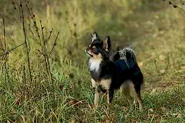 Щенки чихуахуа