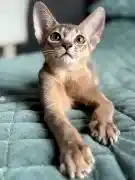 Прекрасные абиссинские котята готовы к переезду