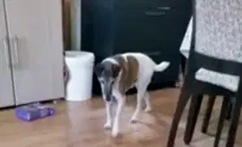 пропала СОБАКА БУЧИК