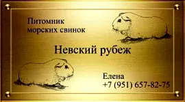 Питомник морских свинок "Невский рубеж"