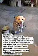 Найден лабрадор