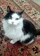 НАЙДЕНА КОШКА!