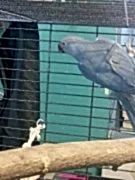 Ожереловый попугай фиолетовый