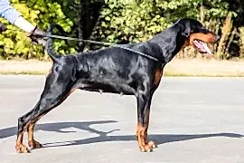 Алматинский питомник доберманов для жизни - Lord Svarog.