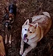 Потерялись две собаки..хаски и дврняжка