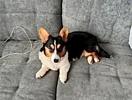 Корги кардиган 