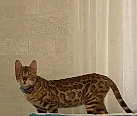 Поиск кошки 