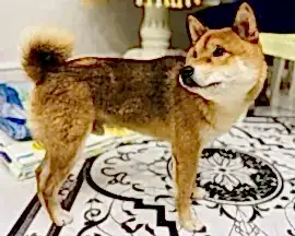 Найден кобель сиба-ин 